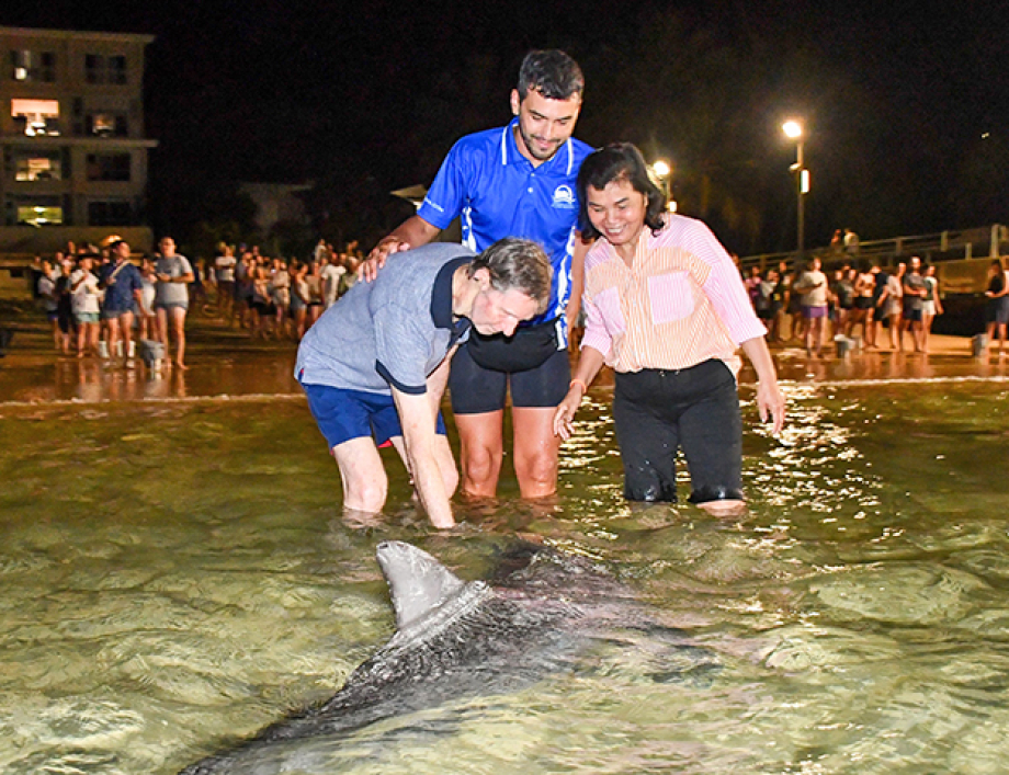 Feeding the dolphins at Tangalooma